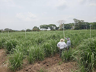 Cultivateurs installant un système d'irrigation agricole avec des têtes Xcel-Wobbler sur des montants