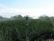 80 Series Impact Sprinklers - Sugarcane