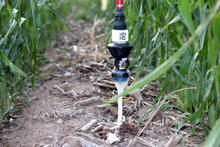 ldn-bubbler-corn-irrigation.jpg