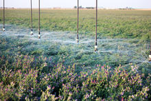 ldn-irrigation-alfalfa.jpg