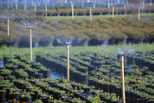 mini-wobbler-nursery-irrigation.jpg