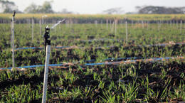 Xcel-Wobbler™: Irrigação de cana-de-açúcar