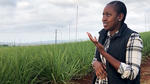 Дождеватели Xcel-Wobbler™ помогают повысить урожай сахарного тростника в ЮАР на 36%